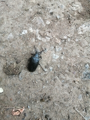 Prionus coriarius