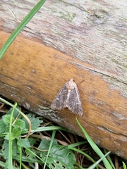 Mamestra brassicae