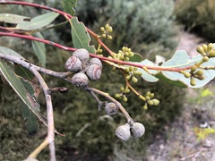 Eucalyptus arenacea