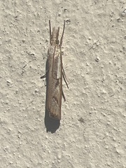 Agriphila geniculea