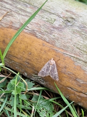 Mamestra brassicae