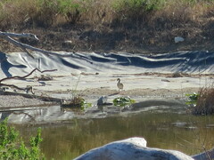 Alopochen aegyptiaca