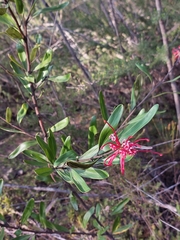 Grevillea oleoides