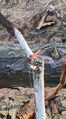 Sympetrum sanguineum