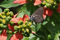 Leptotes pirithous