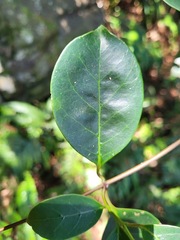 Urceola rosea