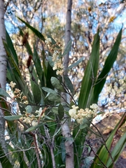 Acacia myrtifolia
