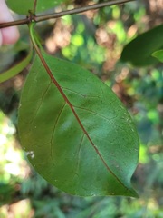 Urceola rosea