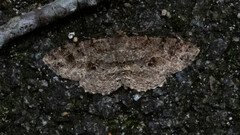 Melanolophia canadaria