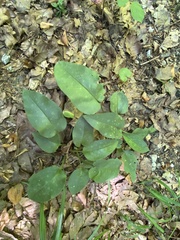 Pulmonaria officinalis