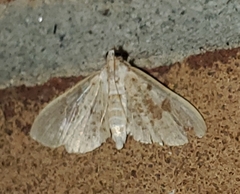 Palpita freemanalis