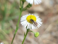 Nomada