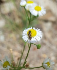 Nomada