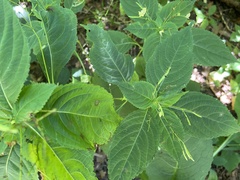 Impatiens parviflora