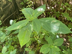 Impatiens parviflora