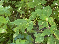 Impatiens parviflora