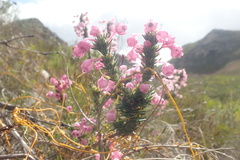 Erica excavata
