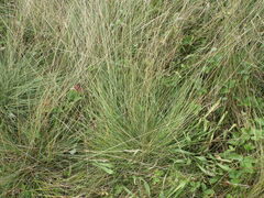 Festuca