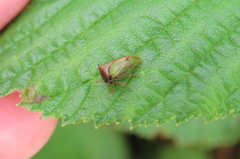 Stictocephala basalis