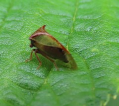 Stictocephala basalis