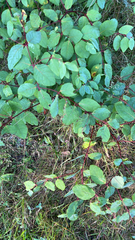 Apocynum androsaemifolium
