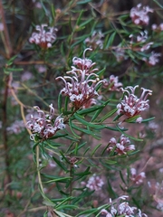 Grevillea sphacelata