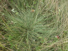 Festuca
