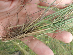 Festuca