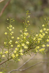 Acacia genistifolia