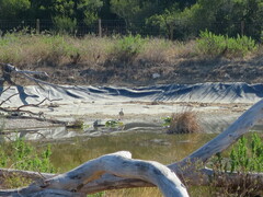 Alopochen aegyptiaca