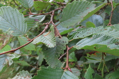 Bittacomorpha clavipes