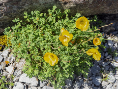 Papaver alpinum
