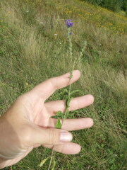 Veronica spicata