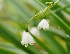 Leucojum aestivum