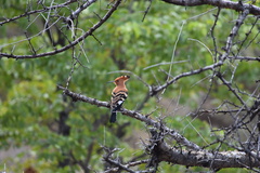 Upupa epops africana