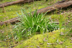 Leucojum aestivum