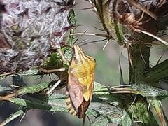Carpocoris