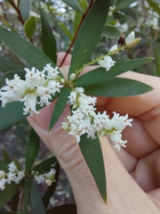 Leucopogon affinis