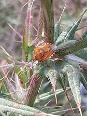 Carpocoris