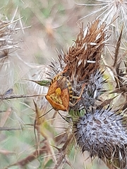 Carpocoris
