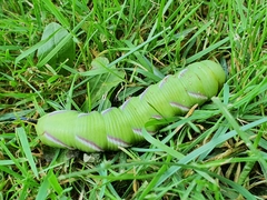 Sphinx ligustri