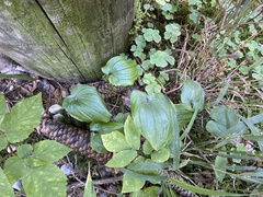 Maianthemum bifolium