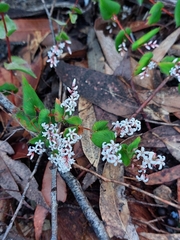 Leucopogon amplexicaulis