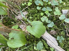 Maianthemum bifolium