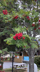 Sorbus aucuparia