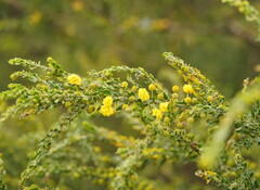 Acacia paradoxa