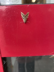 Elophila nymphaeata