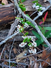 Leucopogon amplexicaulis