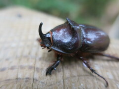 Oryctes nasicornis grypus