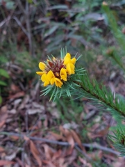 Pultenaea stipularis